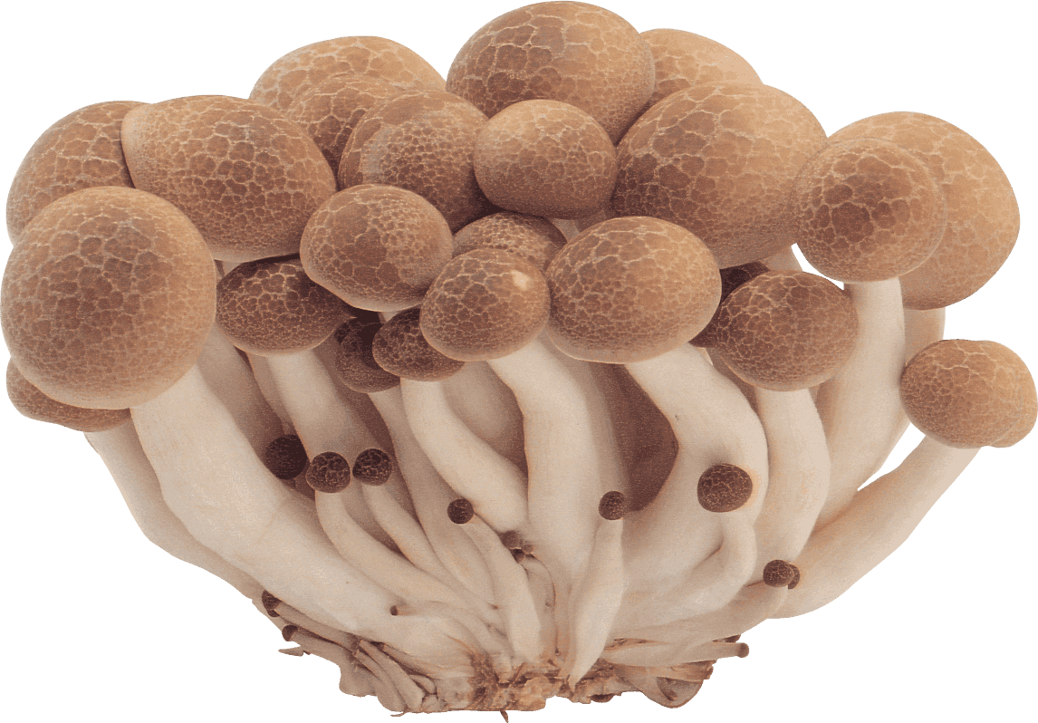 Mushroom Growing Kits
